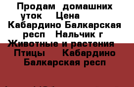 Продам  домашних уток. › Цена ­ 500 - Кабардино-Балкарская респ., Нальчик г. Животные и растения » Птицы   . Кабардино-Балкарская респ.